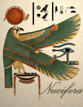 Nucifera